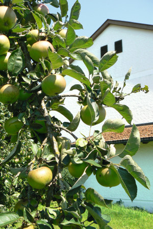 Apfelbaum Emmaus