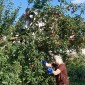 Emmaus-Kirchgarten: letzte Apfelernte