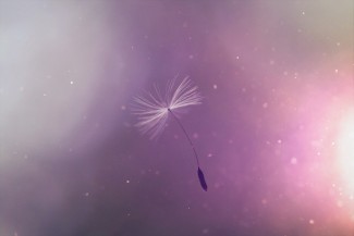 Pusteblumen-Schirmchen